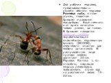 Два рабочих муравья, предположительно рыжего лесного муравья Formica rufa, в позе угрозы, подогнув брюшко и раскрыв мандибулы. Ещё немного и от врага останутся только рожки, да ножки. В брюшке находится ядовитая железа, вырабатывающая сильнейшую муравьиную кислоту (НСООН), смертельно опасную для мел
