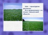 Лён – культурное растение. Его выращивают на полях Смоленской области.