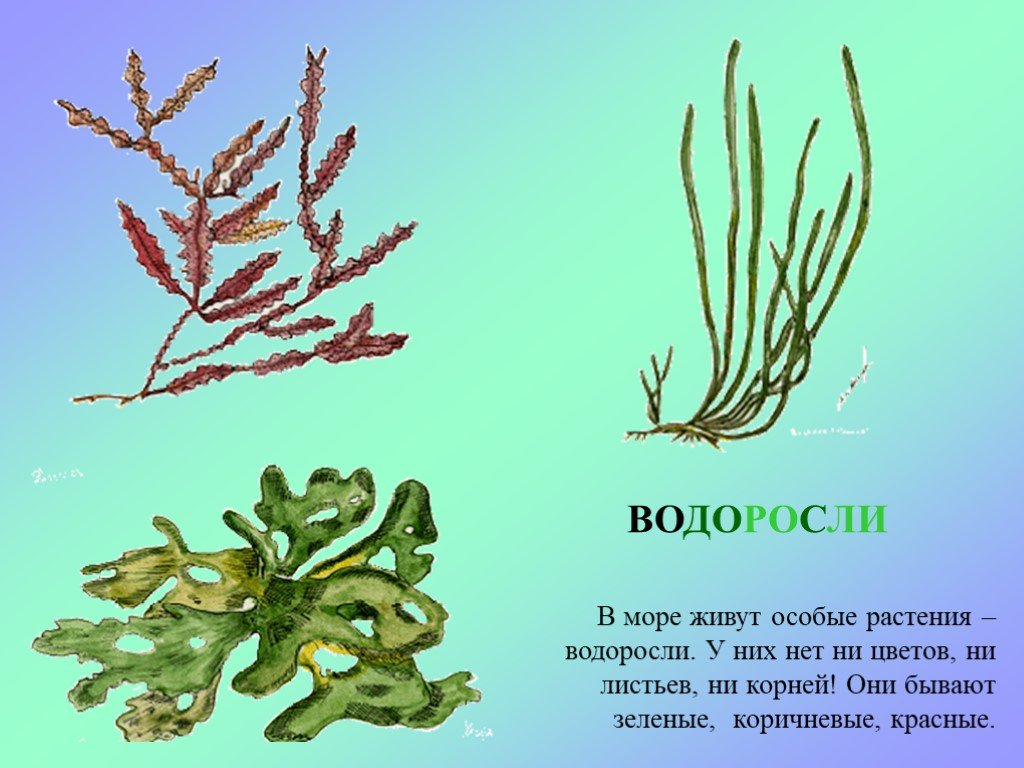 Картинки водоросли 3 класс