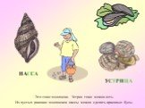 УСТРИЦА НАССА. Это тоже моллюски. Устриц тоже можно есть. Из пустых раковин моллюсков нассы можно сделать красивые бусы.