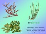 ВОДОРОСЛИ. В море живут особые растения – водоросли. У них нет ни цветов, ни листьев, ни корней! Они бывают зеленые, коричневые, красные.