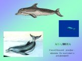 АФАЛИНА. Самый большой дельфин – афалина. Он выступает в дельфинариях