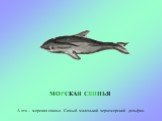 МОРСКАЯ СВИНЬЯ. А это – морская свинья. Самый маленький черноморский дельфин.