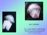Это – медуза корнерот, самая крупная черноморская медуза, она больно жжется своими щупальцами, как крапива. Но бояться медуз не нужно. КОРНЕРОТ