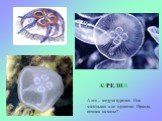 А это – медуза аурелия. Она маленькая и не ядовитая. Правда, похожа на желе? АУРЕЛИЯ