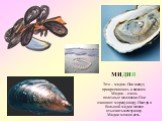 Это – мидии. Они живут, прикрепившись к камням. Мидии – очень полезные моллюски. Они очищают морскую воду Иногда в большой мидии можно отыскать жемчужину. Мидии можно есть. МИДИЯ
