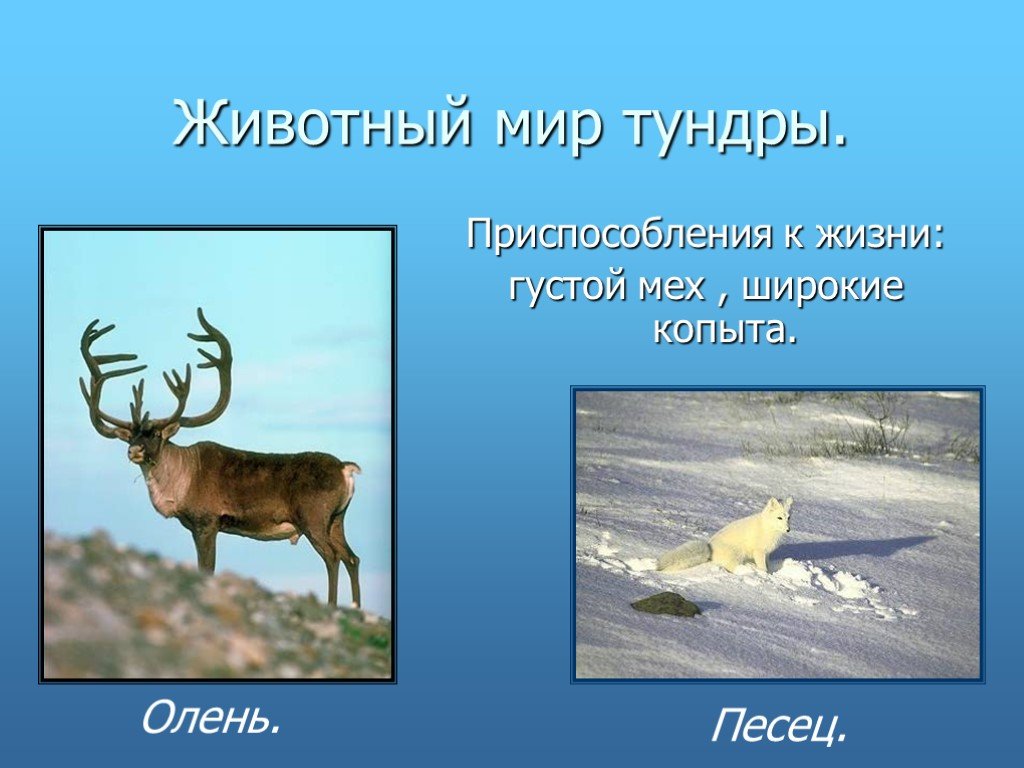 Северный олень приспособленность к среде