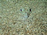 Маскировка. Иногда рыба, чтобы полностью слиться с окружающей обстановкой, закапывается в песок, оставляя на поверхности только глаза. Более того, некоторые виды камбал даже обладают способностью менять свою пигментацию под цвет дна, подобно хамелеону.