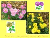 Осенние цветы – астры, хризантемы, подсолнухи, дубки, бархатцы