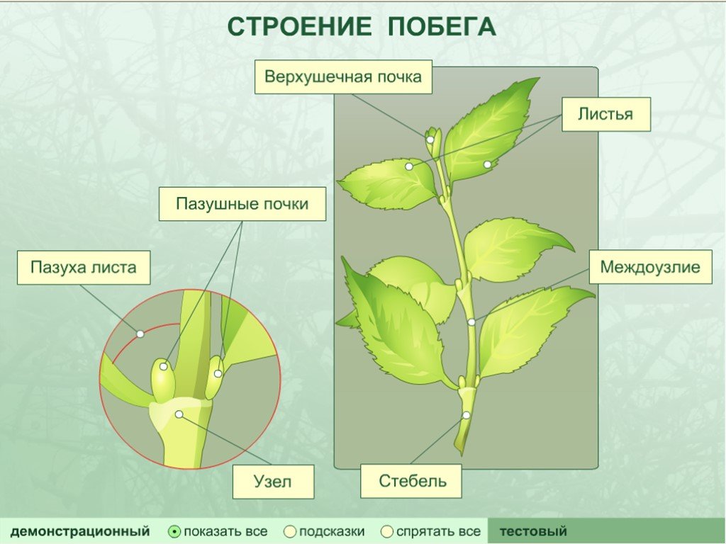 Лист биология презентация