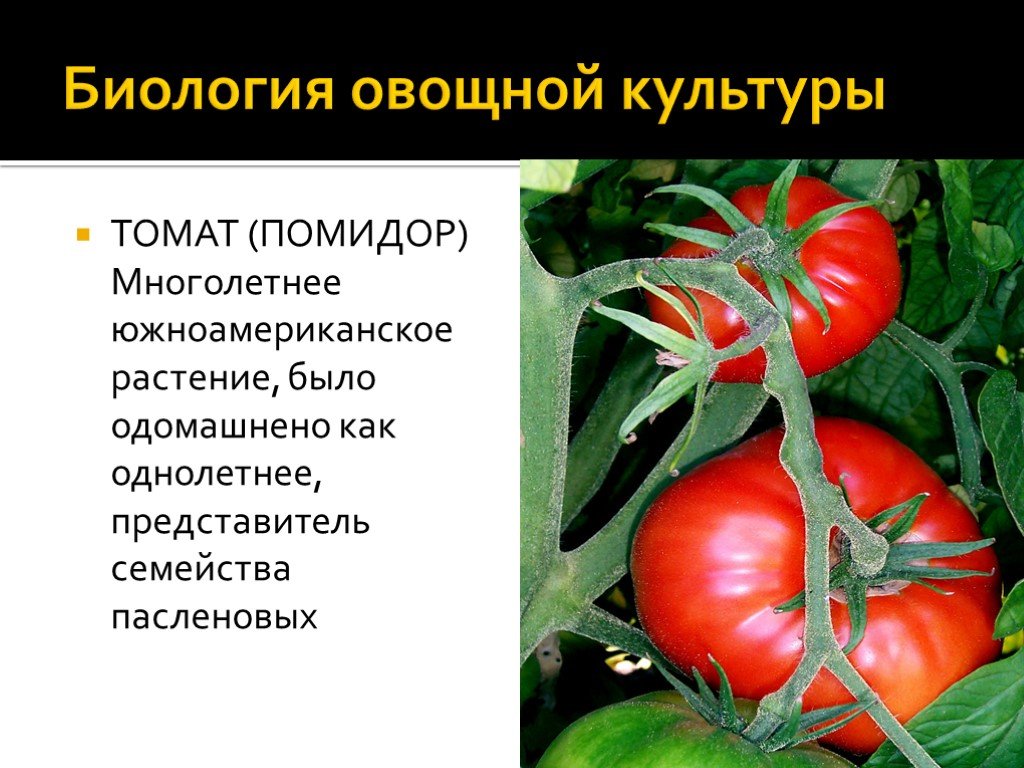 Вид семени томата. Томат семейство Пасленовые. Пасленовые растения помидор 6 класс биология. Сообщение о томате.