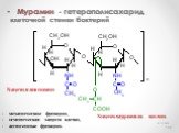 Мурамин - гетерополисахарид клеточной стенки бактерий. 01.12.2018. N-ацетилглюкозамин. N-ацетилмурамовая кислота. механические функции, осмотическая защита клетки, антигенные функции.