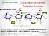 Хондроитинсульфаты. Хондроитин-6-сульфат. В хрящевой и соединительной ткани хондроитинсульфаты прочно связываются с гиалуроновой кислотой с помощью связующих белков, образуя очень большие агрегаты. Протеогликаны 6. N- ацетил-,D-галактозамин
