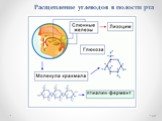 Расщепление углеводов в полости рта