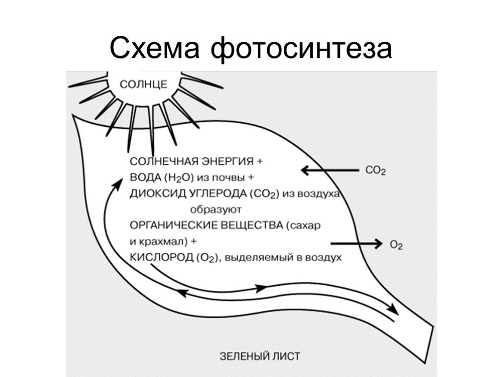 Какие организмы выделяют кислород. Схема процесса фотосинтеза. Схема процесса фито синтеза. Схема фотосинтетических процессов.. Схема фотосинтеза у растений.