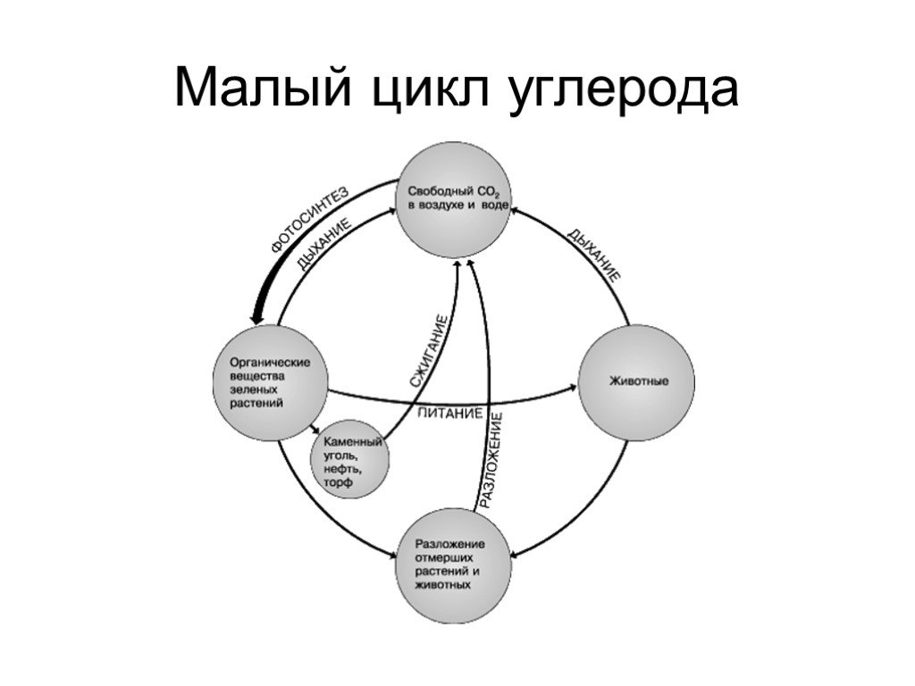 Малые циклы. Малый круговорот углерода. Биогеохимический цикл углерода схема. Биогеохимические циклы круговорот углерода. Схема биогеохимического круговорота углерода.