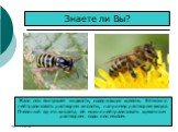 Знаете ли Вы? Жало осы выпускает жидкость, содержащую щелочь. Её можно нейтрализовать раствором кислоты, например раствором уксуса. Пчелиный яд-это кислота, её можно нейтрализовать щелочным раствором: соды или мылом.