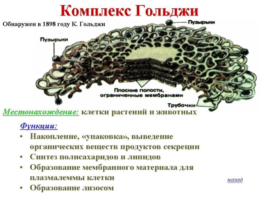 Все перечисленные признаки кроме двух используются для описания изображенной на рисунке органоида