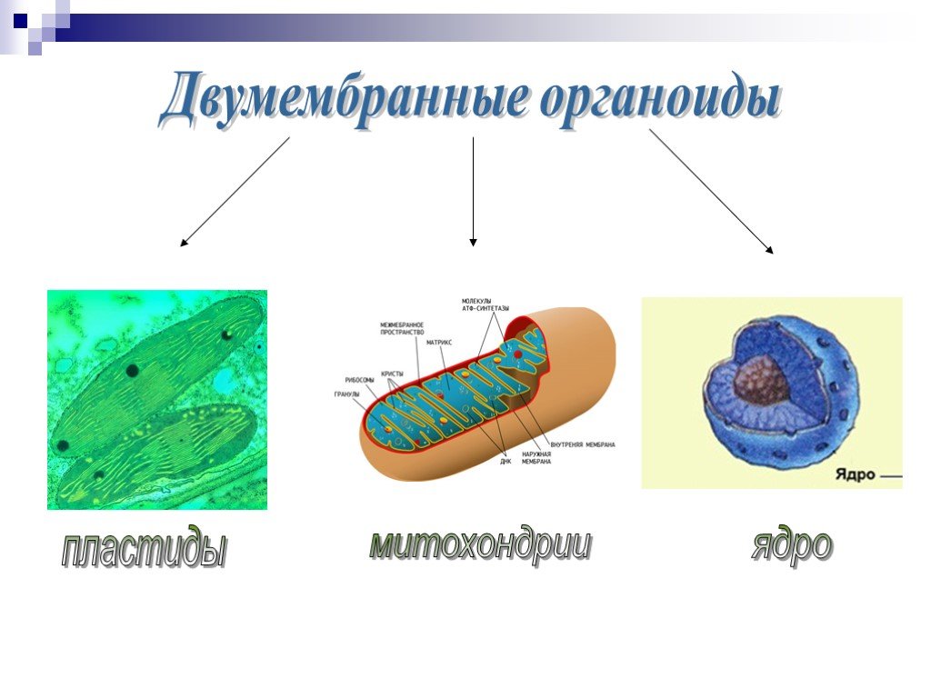 Органоид ядро рисунок. Двумембранные органоиды. Двумесьранеые органоиды. Двухмембранные органоиды клетки. Двумембранные органеллы митохондрии пластиды.