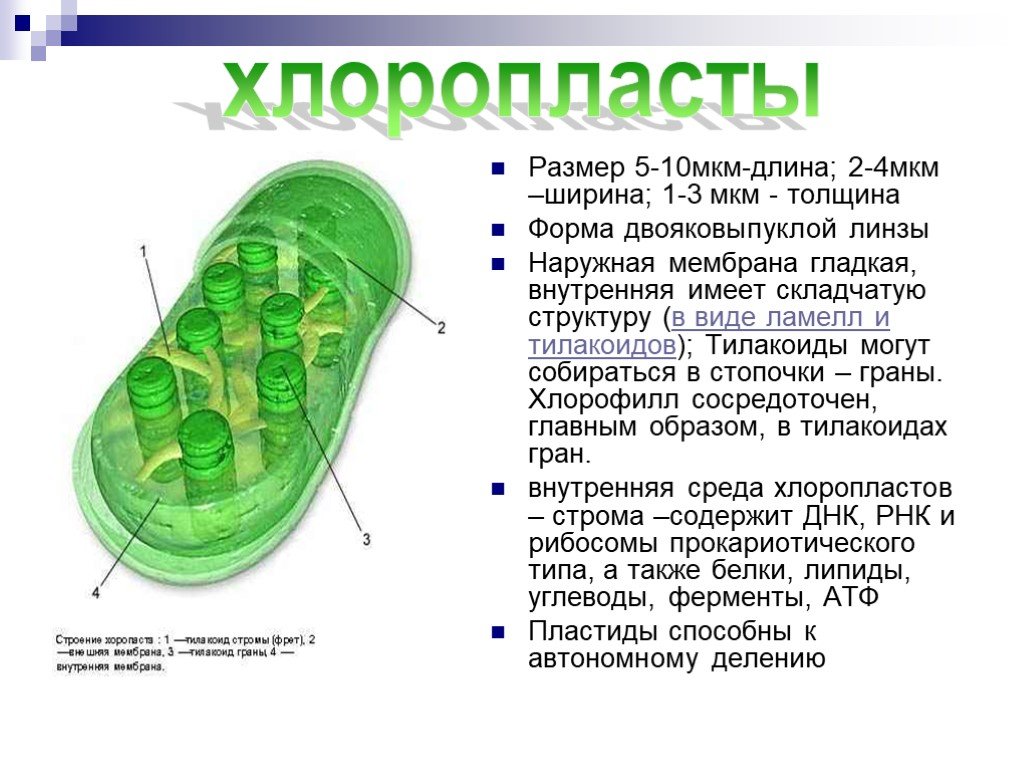 Органоиды содержащие хлорофилл