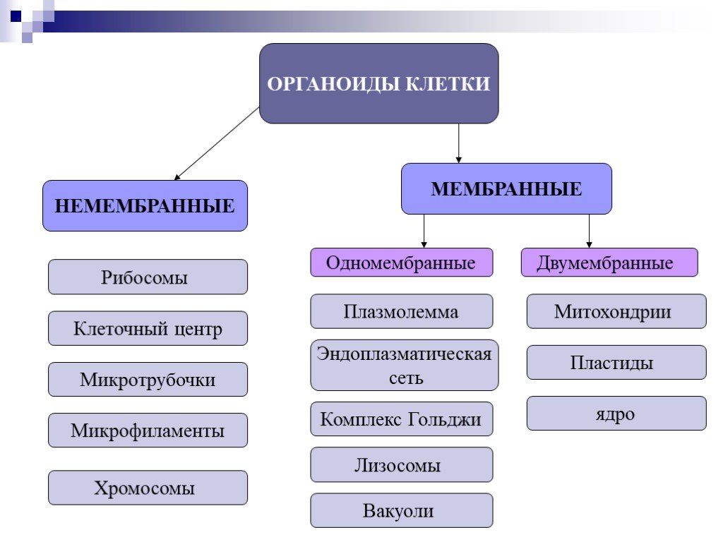 Органоиды клетки схема