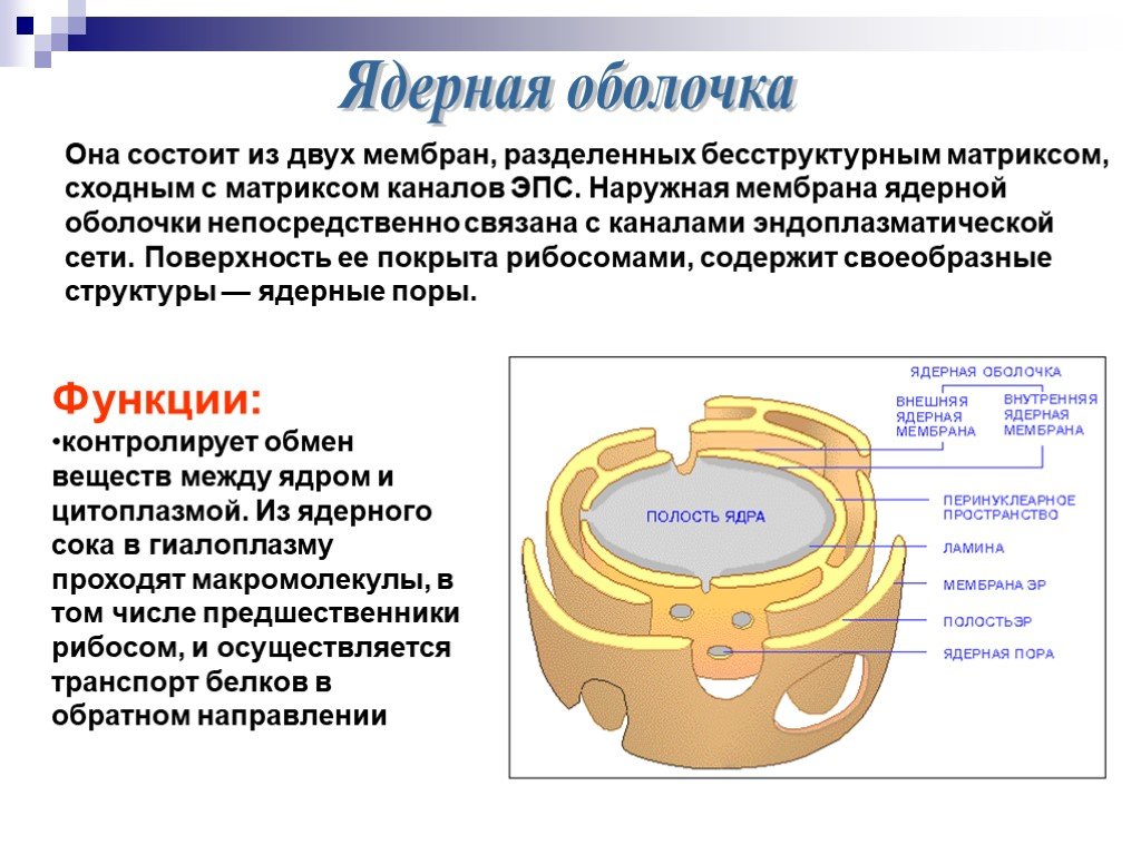 Ядерная мембрана клетки. Строение и функции ядерной оболочки клетки. Ядерная оболочка строение и функции. Ядерная мембрана функции. Структура особенности строения функции ядерная оболочка.