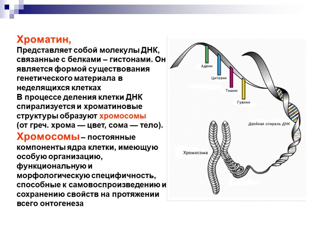 Сколько молекул днк в данной хромосоме