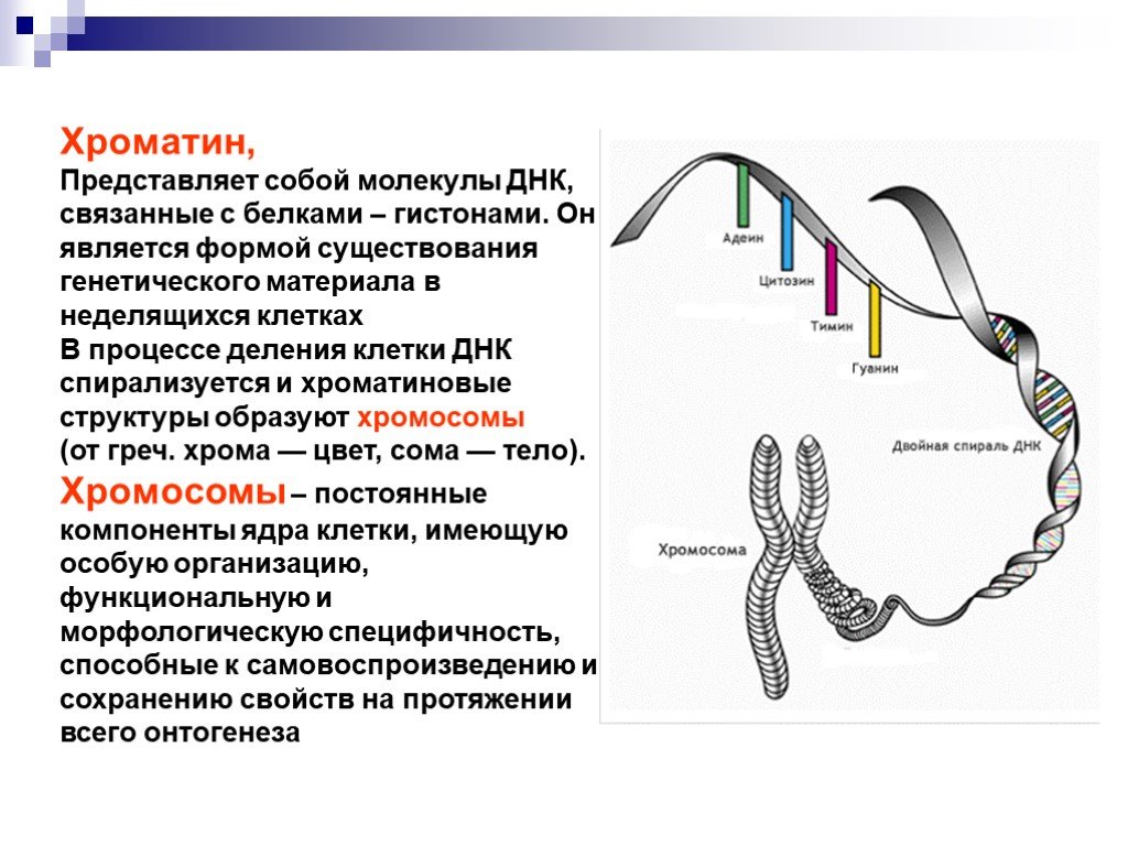 Хроматин это. Что представляет собой хроматин. Хроматин и хромосомы. Что представляет собой хромосома. Строение хроматина и хромосомы.