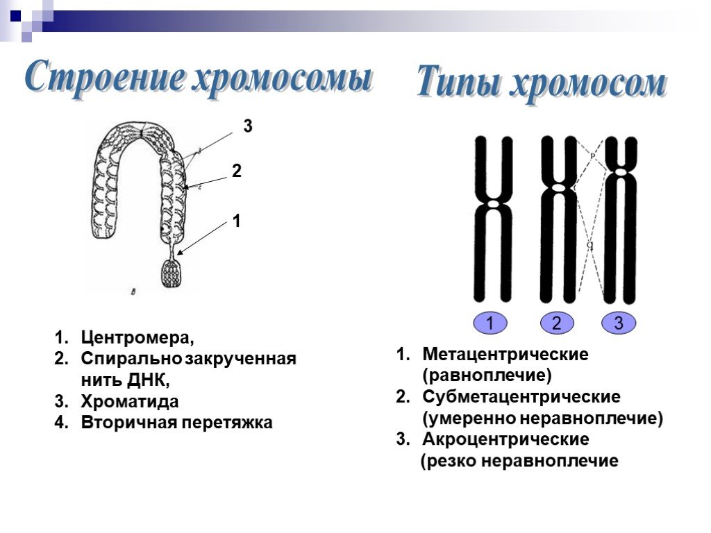 Отличие хромосом. Схема строения хромосомы. Структурное строение хромосомы. Схематическое строение хромосомы. Строение хромосомы рисунок с подписями и функции.