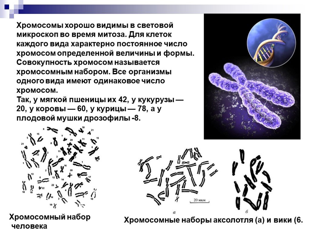Совокупность хромосом называется. Хромосомы в световом микроскопе. Строение хромосомы. Микроскопия хромосом.
