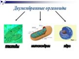Двумембранные органоиды. пластиды митохондрии
