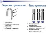 Центромера, Спирально закрученная нить ДНК, Хроматида Вторичная перетяжка. Типы хромосом. Строение хромосомы. 1 2 3. Метацентрические (равноплечие) Субметацентрические (умеренно неравноплечие) Акроцентрические (резко неравноплечие