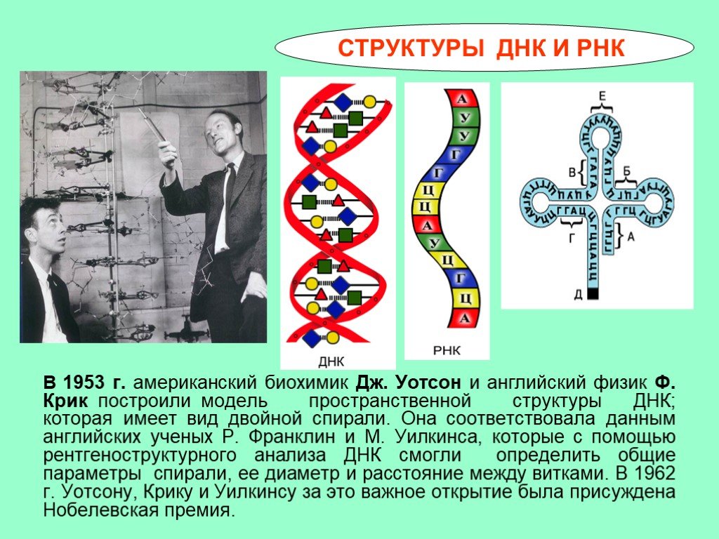 Днк и рнк общее. Модель пространственной структуры ДНК. Строение ДНК модель Уотсона крика. Структура ДНК по Дж.Уотсону и ф.крику.. Структура двойной спирали ДНК Уотсона крика.