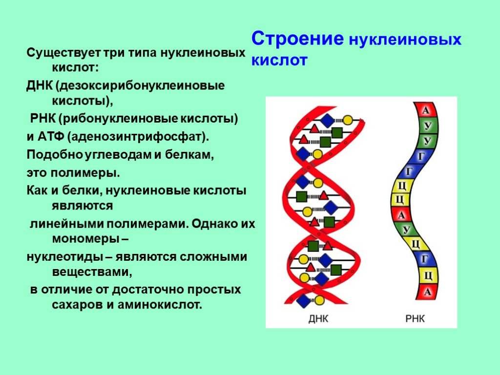 Структура нуклеиновых кислот днк. Строение нуклеиновых кислот ДНК И РНК. Строение нуклеиновых кислот ДНК. Структура нуклеиновых кислот РНК. Строение и генетическая роль нуклеиновых кислот.