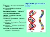 Существует три типа нуклеиновых кислот: ДНК (дезоксирибонуклеиновые кислоты), РНК (рибонуклеиновые кислоты) и АТФ (аденозинтрифосфат). Подобно углеводам и белкам, это полимеры. Как и белки, нуклеиновые кислоты являются линейными полимерами. Однако их мономеры – нуклеотиды – являются сложными веществ