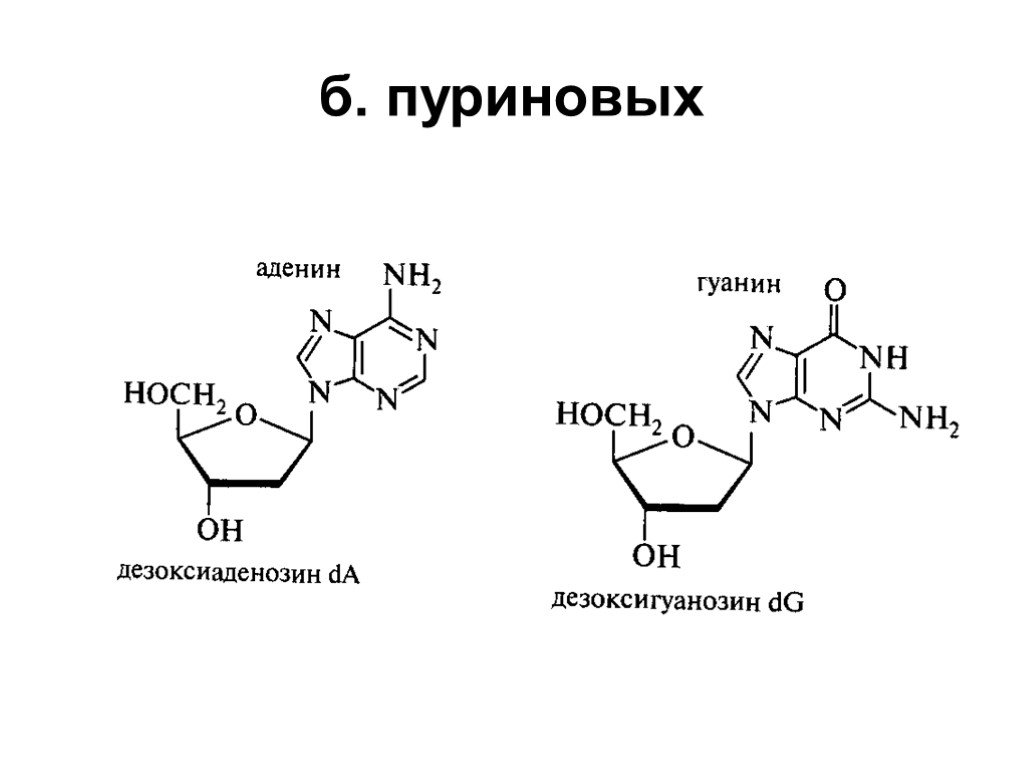 Гуаниновый нуклеотид. Пуриновые нуклеотиды. Пуриновые нуклеозиды. Строение пуриновых нуклеотидов. Пуриновый цикл.