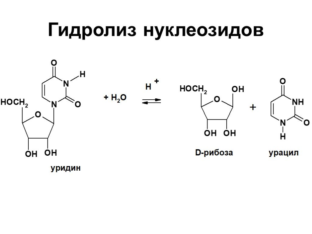 Рибоза реакция гидролиза. Кислотный гидролиз нуклеозидов. Гидролиз нуклеозида уридина. Кислотный гидролиз уридина. Схема гидролиза уридина.