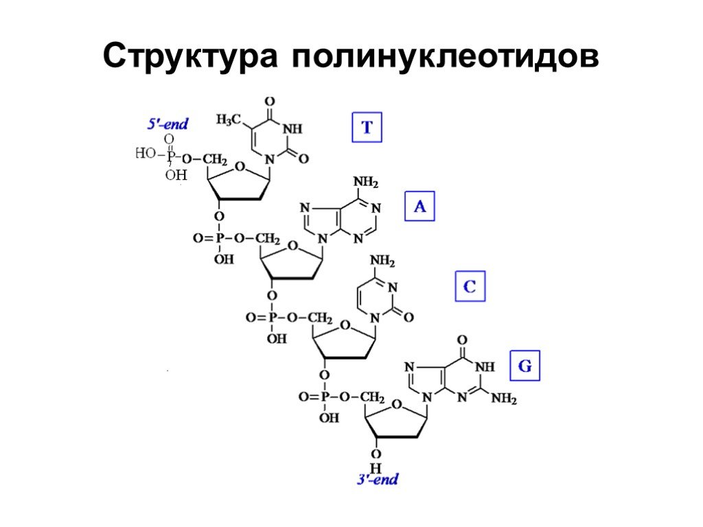 Первичная структура нуклеотида. Строение нуклеотида и полинуклеотидов. Полинуклеотиды первичная структура нуклеиновых кислот. Химическое строение полинуклеотида РНК. Структура полинуклеотидной цепи.