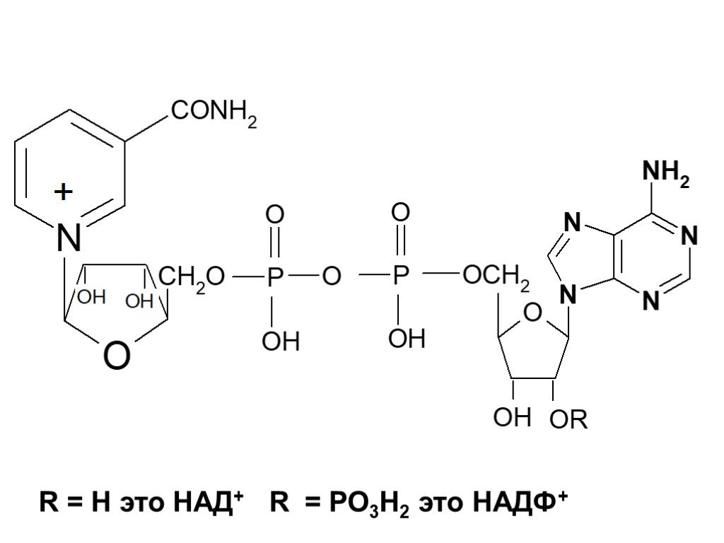 Надф расшифровка. Витамин предшественник над НАДФ. НАДФ 2н. Тиамин входит в состав над и НАДФ.. Альфа- этилглюкозид и над+.