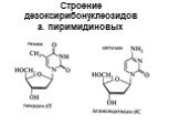 Строение дезоксирибонуклеозидов а. пиримидиновых