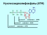 Нуклеозидполифосфаты (АТФ). аденозин-5 -монофосфат (АМФ) аденозин-5 -дифосфат (АДФ) аденозин-5 -трифосфат (АТФ)