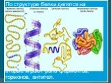 По структуре белки делятся на фибриллярные (третичная структура почти не выражена, нерастворимы, представляют собой длинные полипептидные цепи), глобулярные (третичная структура хорошо выражена, растворимы) и промежуточные (фибриллярные, но растворимые). Первые входят в состав соединительных тканей,