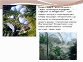 Ботанический сад под названием “Эдем” был построен в графстве Корнуолл, Великобритания. “Эдем” занимет площадь в 22000 квадратных метров. Оранжерея ботанического сада состоит из несколько необычных по форме и дизайну геодезических куполов. Под “пузырями” ботанического сада собрана необыкновенная кол