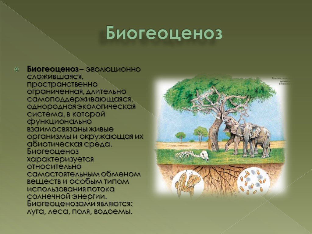 Описать биогеоценоз