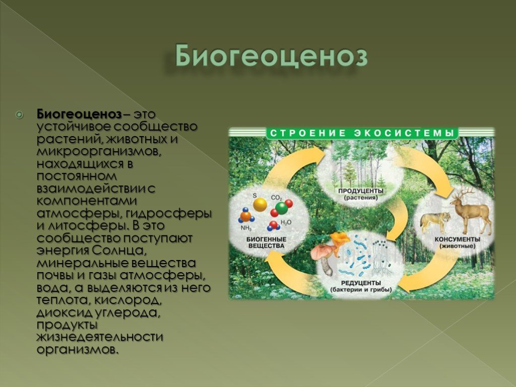 К биогеоценозам относятся