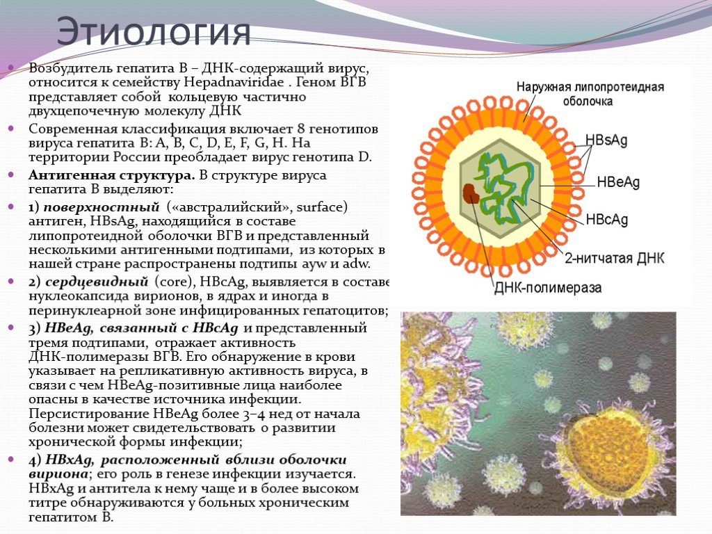 K virus. Вирусный гепатит в характеристика вируса. Вирус гепатита в характеристика вируса. Характеристика возбудителей вирусных гепатитов. Вирусный гепатит а возбудитель.