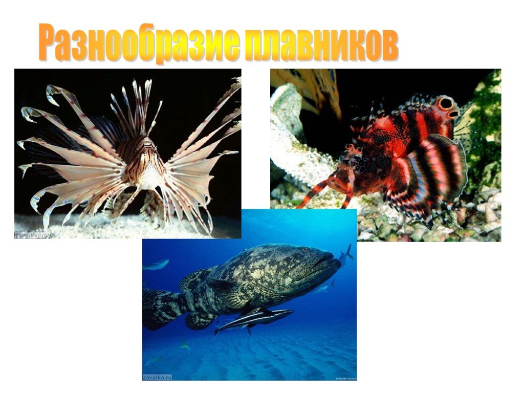 Какая биология изучает рыб. Разнообразие рыб. Подтип позвоночные Черепные рыбы. Морская игла фото.