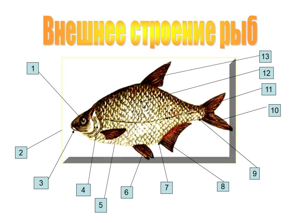 Внешнее строение рыбы 7 класс рисунок