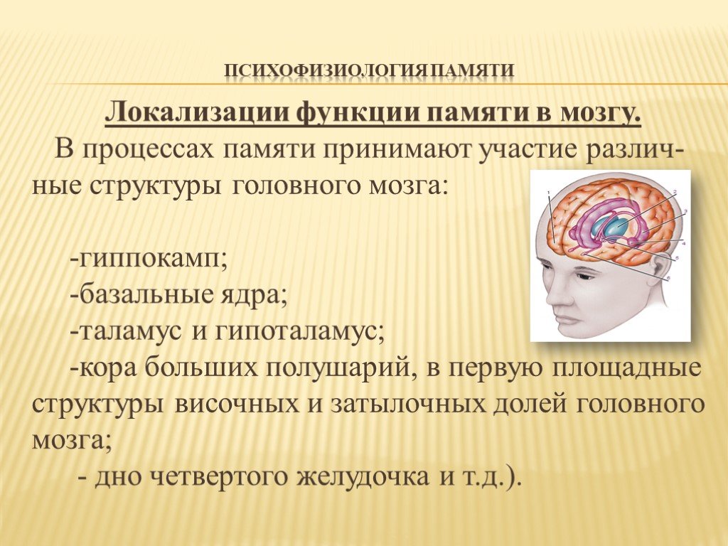 Память функция мозга. Локализация памяти в мозге. Психофизиология презентация. Функции памяти в психофизиологии. Функция памяти локализована.