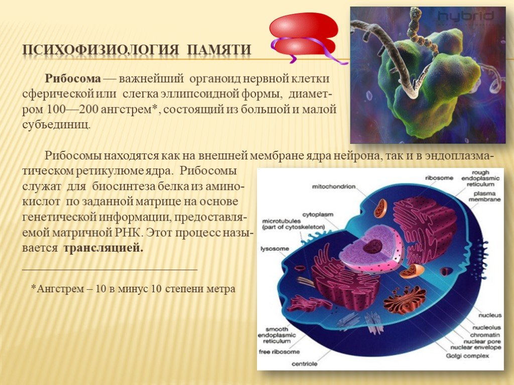 Размер органоидов клетки. Рибосомы в нейроне. Психофизиология памяти. Органоиды клетки рибосомы. Рибосомы в ядре.